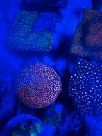 Big r sunkist cyphastrea. Koraal, Dieren en Toebehoren, Overige typen, Zoutwatervis