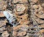 Armadillidium nasatum 'Dalmation', Dieren en Toebehoren, Insecten en Spinnen, Overige soorten