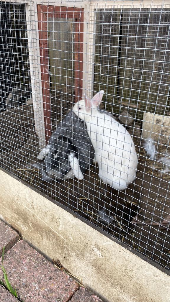 2 lieve konijnen, Dieren en Toebehoren, Konijnen, Middelgroot, Mannelijk, 3 tot 5 jaar