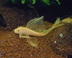 Gezocht: L144 longfin geel/lemon blue eye, Dieren en Toebehoren, Vis