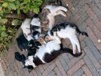 Boerderij kittens, Ophalen of Verzenden