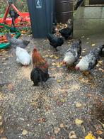 Haantjes half jaar oud, Dieren en Toebehoren, Pluimvee, Mannelijk, Kip