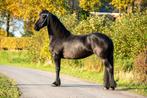 Drachtige Friese Ster merrie, Dieren en Toebehoren, Paarden, Merrie