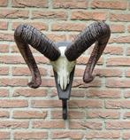 Grote Moeflon Schedel van NP de Hoge Veluwe Jacht Mancave 69, Verzamelen, Dierenverzamelingen, Ophalen, Gebruikt, Wild dier, Schedel