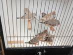 Te koop 11 zebravinken, Dieren en Toebehoren, Vogels | Overige Vogels, Meerdere dieren