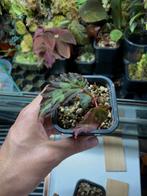 Begonia mantuk terrarium plant, Huis en Inrichting, Kamerplanten, Ophalen of Verzenden, Halfschaduw, Minder dan 100 cm