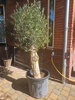 Olijfboom 3 meter hoog in pot,  stamhoogte 110cm, Ophalen of Verzenden, 100 tot 250 cm, Olijfboom, Volle zon