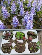Ajuga Reptans kruipend Zenegroen kruipplant bodembedekker, Ophalen, Bodembedekkers, Vaste plant, Halfschaduw