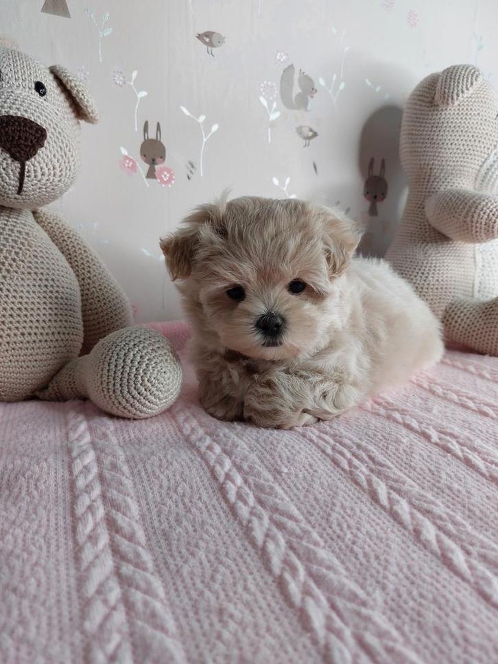 maltipoo pup  teefje, Dieren en Toebehoren, Honden | Jack Russells en Terriërs, Teef, Overige rassen, Fokker | Hobbymatig, Eén hond