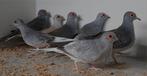 Diamand duiven Te koop, Dieren en Toebehoren, Meerdere dieren, Tropenvogel