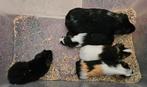Mannelijke caviaatjes (beertjes), Dieren en Toebehoren, Knaagdieren, Cavia, Augustus, Mannelijk, Tam