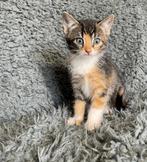 Super lieve boerderij kittens, Meerdere dieren, 0 tot 2 jaar
