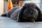 Ram zoekt gesteriliseerde voedster, Dieren en Toebehoren, Konijnen, Vrouwelijk, Groot, Hangoor