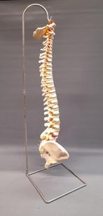 Anatomisch model ruggengraat mens, Ophalen of Verzenden
