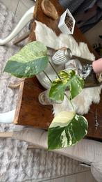 Monstera Jungle Mint, Huis en Inrichting, Ophalen, Halfschaduw, Minder dan 100 cm