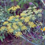 Venkel zaadjes | Bio zaden |zelf gewonnen | keukenkruid | 34, Ophalen of Verzenden, Gehele jaar, Volle zon, Zaad