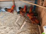 New Hampshire Haan, Dieren en Toebehoren, Pluimvee, Mannelijk, Kip