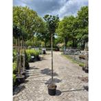 Prunus laur. Etna - Laurier op stam, Bloeit niet, Halfschaduw, 100 tot 250 cm, Ophalen