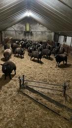 Blauwe texelaar ooien, Vrouwelijk, Schaap