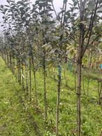 Fruitbomen. Peren .appels.pruimen, Ophalen of Verzenden, Lente, Volle zon, Overige soorten