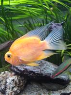 Mooie papegaaivis te koop, Dieren en Toebehoren, Vissen | Aquariumvissen, Vis