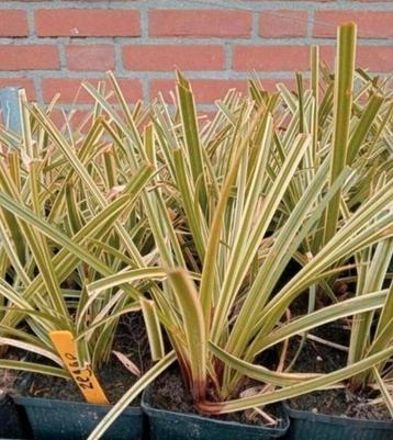 Carex morrowii ‘Ice Dance’ zegge beschikbaar voor biedingen