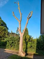 notenboom tbv (lengte)hout of haardhout, Tuin en Terras, Haardhout, Minder dan 3 m³, Ophalen, Overige houtsoorten, Blokken