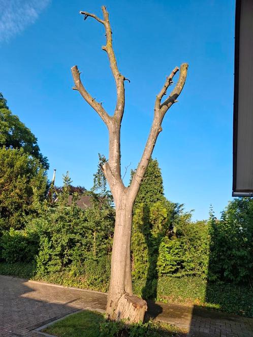 notenboom tbv (lengte)hout of haardhout, Tuin en Terras, Haardhout, Blokken, Overige houtsoorten, Minder dan 3 m³, Ophalen