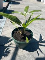 Palmboom Trachycarpus Fortunei, Ophalen of Verzenden, Bloeit niet, Overige soorten, Volle zon