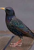 Onderwerp: Vraag over zangvogel, Dieren en Toebehoren, Vogels | Kanaries