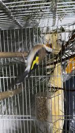 Majoor putter pop, Dieren en Toebehoren, Vrouwelijk, Zangkanarie