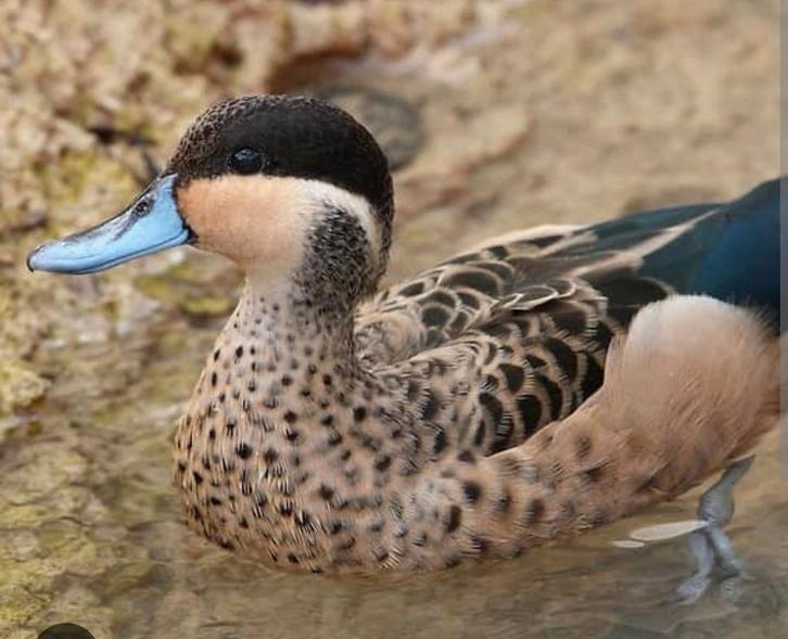 Gezocht broedeieren van hottetotetaling/gouden taling eend, Dieren en Toebehoren, Pluimvee