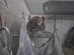 Violet chinchilla vrouwtje zoekt fijn huisje, Dieren en Toebehoren, Knaagdieren, Chinchilla, Vrouwelijk, Tam, Oktober