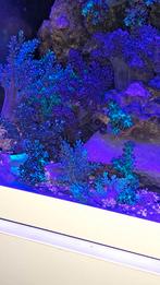 Groene Keniaboom – Capnella Imbricata, Ophalen, Plant(en), Steen of Hout