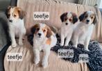 Schattige kooiker pups, Dieren en Toebehoren, Parvo, Overige rassen, 8 tot 15 weken, Meerdere
