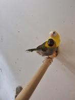 Cubavinken | Verschillende koppels | Passend advies, Dieren en Toebehoren, Meerdere dieren, Overige soorten