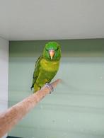 Kweekkoppel Weber lori, Dieren en Toebehoren, Meerdere dieren, Parkiet, Geringd