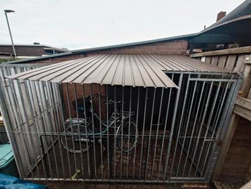 Te koop honden ren zie fotos €100,- zo meenemen  beschikbaar voor biedingen