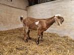 Mooi en lief  bokje, Dieren en Toebehoren, Schapen, Geiten en Varkens, Mannelijk, Geit, 0 tot 2 jaar