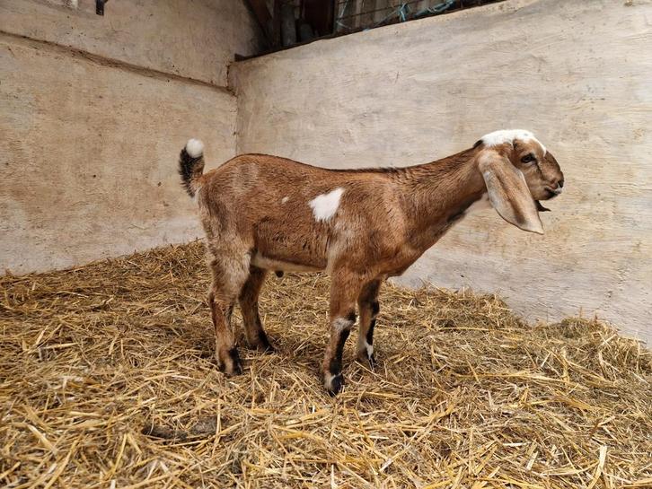 Mooi en lief  bokje, Dieren en Toebehoren, Schapen, Geiten en Varkens, Geit, Mannelijk, 0 tot 2 jaar