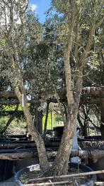 Kurkeiken Quercus suber | Quercus ilex bomen, Tuin en Terras, Planten | Bomen, Ophalen of Verzenden, Bloeit niet, Volle zon, Overige soorten