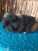 Ch teddy cavia zeugje, Dieren en Toebehoren, Cavia, December, Vrouwelijk, Tam