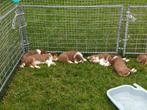 Australian Shepherd pups. Nog 2 beschikbaar, Dieren en Toebehoren, 8 tot 15 weken, Meerdere, Meerdere dieren, Herder