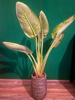 Paradijsvogelplant >1 m in sierpot – 7 jaar oud, Ophalen, 100 tot 150 cm, Overige soorten, Halfschaduw