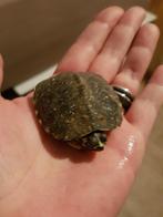 Schildpad zoek groter huis, Dieren en Toebehoren, Reptielen en Amfibieën, Schildpad, 0 tot 2 jaar