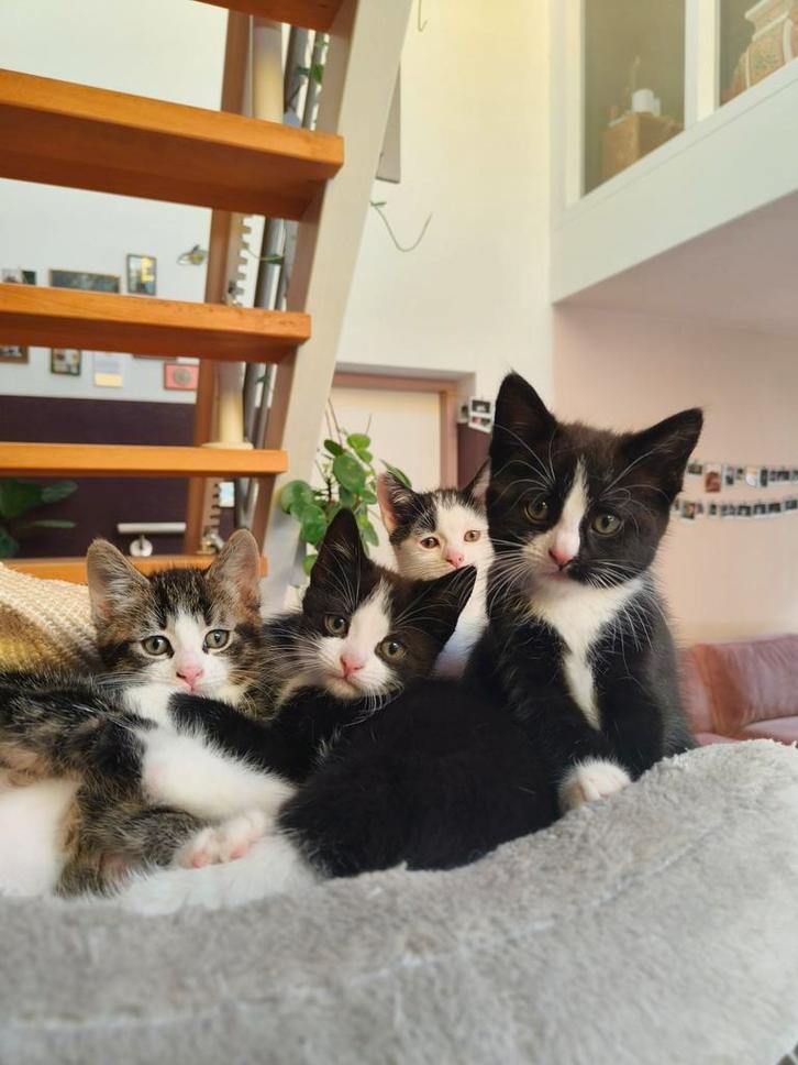 Nestje Kittens, 12 weken oud❤️, Dieren en Toebehoren, Katten en Kittens | Raskatten | Korthaar, Meerdere dieren, 0 tot 2 jaar