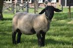 Stamboek suffolk schapen, Schaap, Vrouwelijk