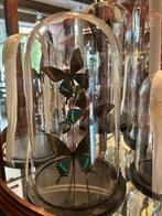 Vlinders in Glazen Stolp - Taxidermie Collectie Decoratie, Antiek en Kunst, Ophalen of Verzenden