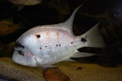 Midden Amerikaanse Cichliden: Maskaheros argenteus, Dieren en Toebehoren, Vissen | Aquariumvissen, Zoetwatervis, Vis
