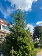 Prachtige grote naaldboom/denneboom, Tuin en Terras, Planten | Bomen, Ophalen, Volle zon, Overige soorten